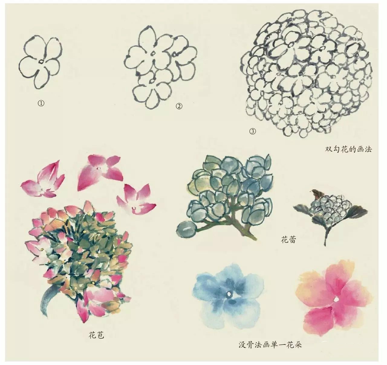 国画技法:超详细的国画各种花卉画法大全!(7)