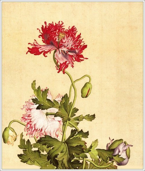 Giuseppe Castiglione郎世宁绘画艺术作品