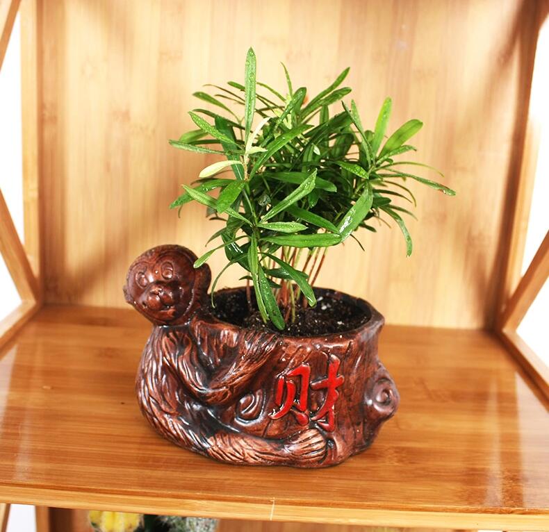 花草植物盆景图片