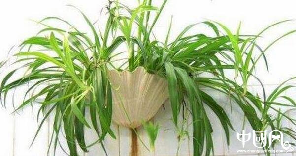 家庭的植物风水知识