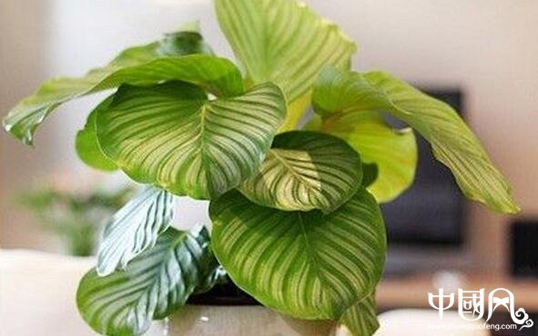 家庭中摆放什么植物好
