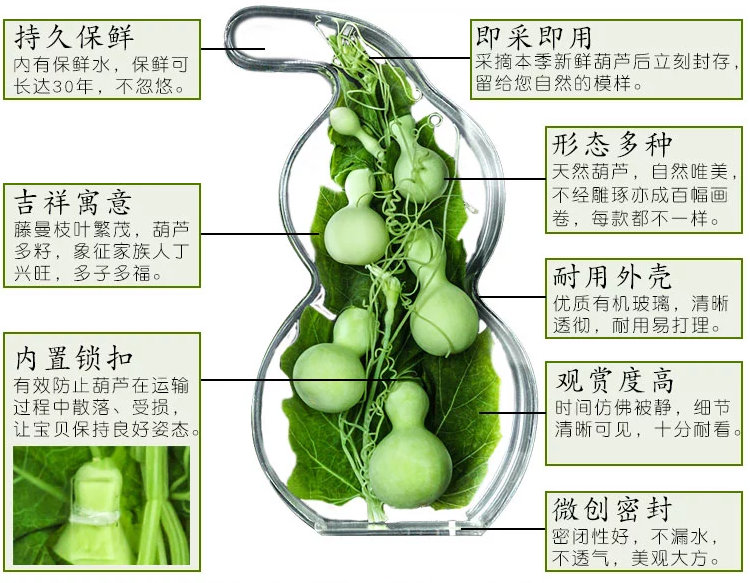 新鲜水葫芦有机玻璃工艺品
