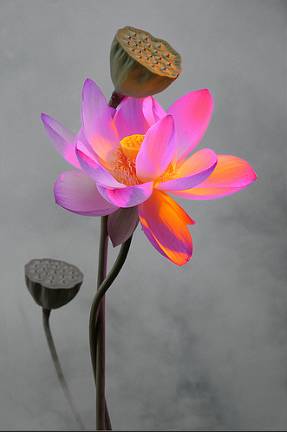 Bahman Farzad 拍摄荷花图片41年 出淤泥不染的美丽