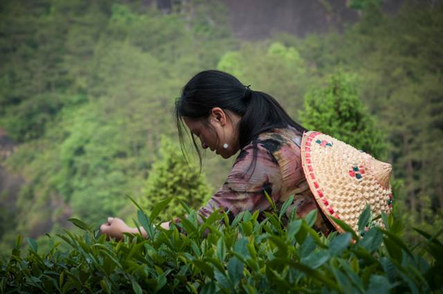 茶隐山房，以茶会友隐逸尘世