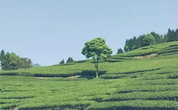 乌龙先生，用心做好茶发扬博大精深的茶文化