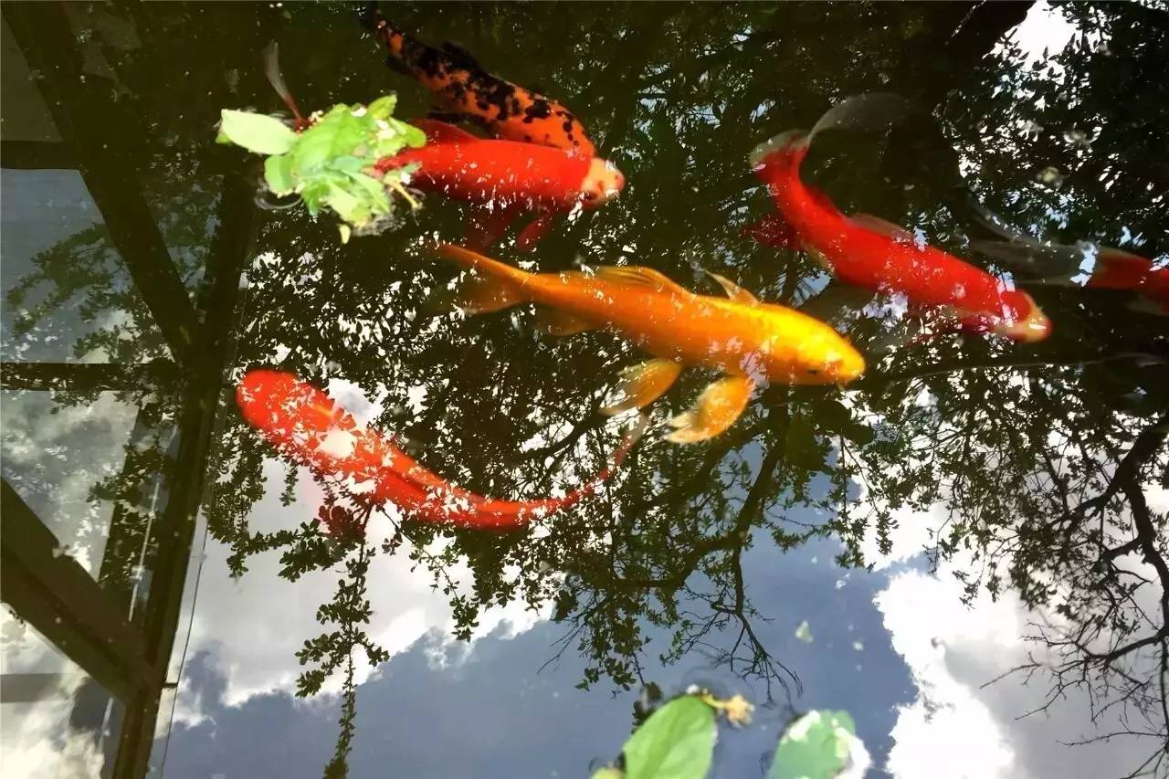 庭院设计：租一个院子把生活过成诗