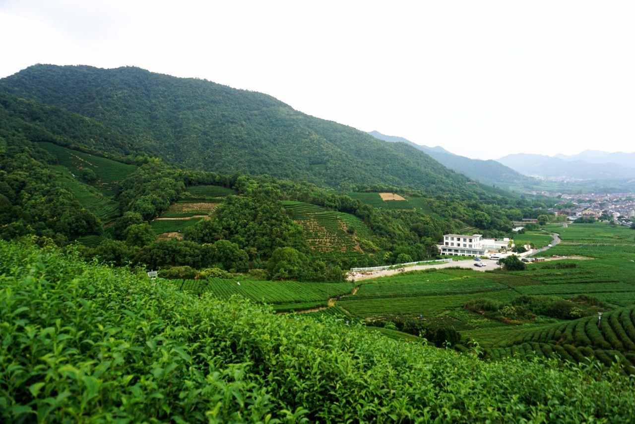 茗墅茶庄园，西湖以外的西湖