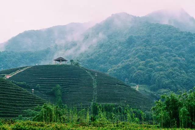 茗墅茶庄园，西湖以外的西湖