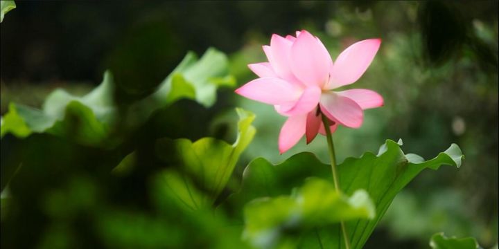 开封·兰台苑，还原经历千年沉浮清明上河图