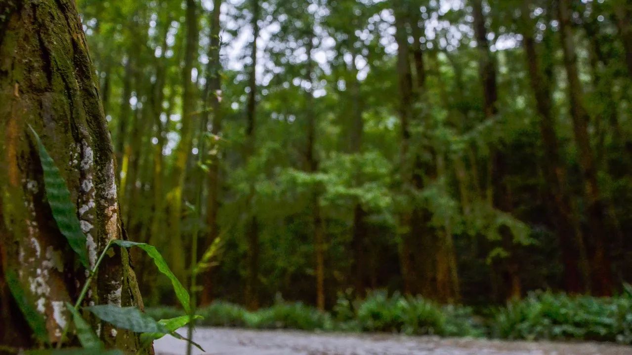 茶隐·喜在山舍，上有茶山下有九溪肆意虚度生活