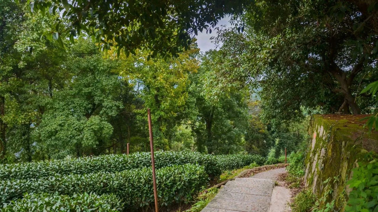 茶隐·喜在山舍，上有茶山下有九溪肆意虚度生活