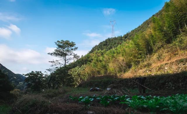 丽水·曼山居，依山而居便不知人间是何夕