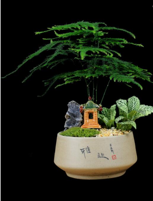 福禄桐文竹盆景，绿植苔藓微景观禅意盆景