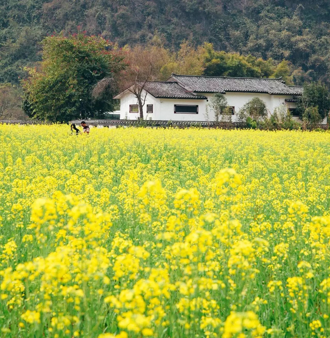 美到窒息的中国最美油菜花海，邂逅花海风景！