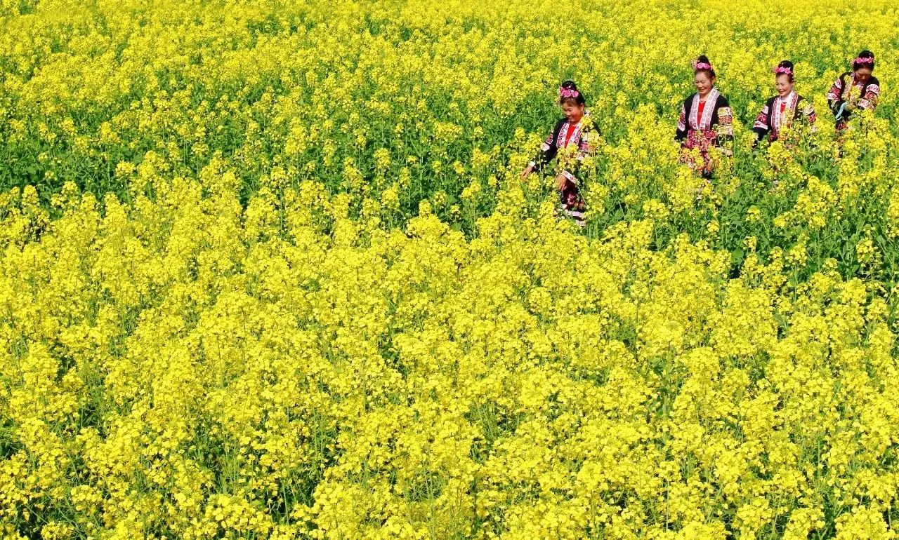 美到窒息的中国最美油菜花海，邂逅花海风景！