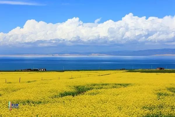 美到窒息的中国最美油菜花海，邂逅花海风景！