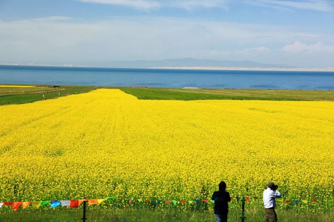 美到窒息的中国最美油菜花海，邂逅花海风景！