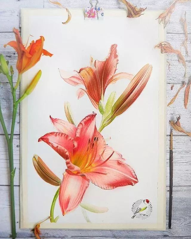 超逼真的水彩手绘插画，小清新植物插画图片