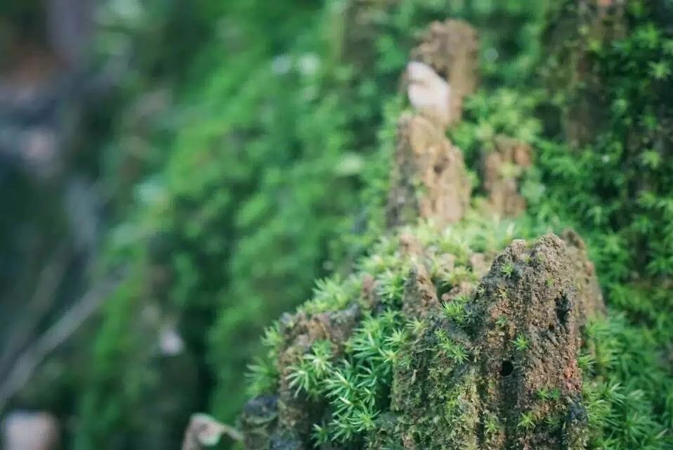 广州·菁木山舍，有个木屋开满鲜花看花开花落