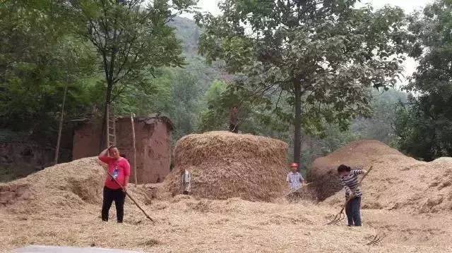 民俗文化童趣:二十年前割麦的童年