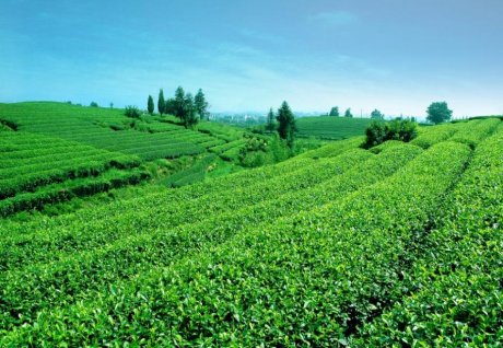 千岛湖茶叶茶园景观