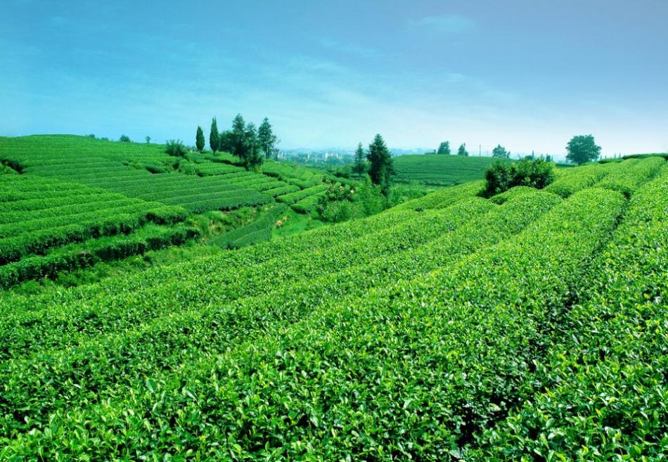 千岛湖茶叶茶园景观
