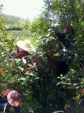 武夷山茶园采茶图片