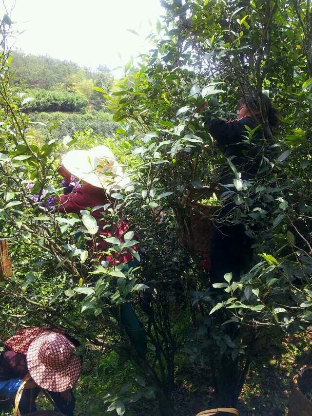 武夷山茶园采茶图片