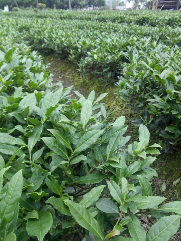 春茶茶山茶树图片