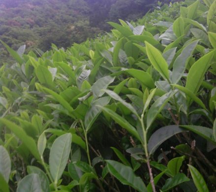 铁罗汉茶园茶树图片