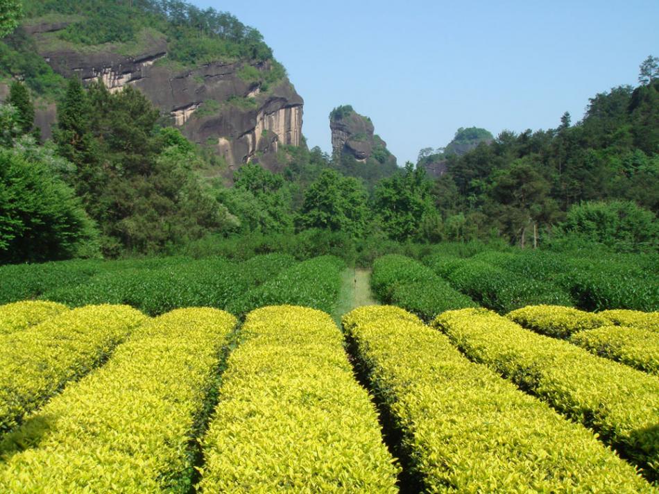 白鸡冠茶园茶树图片