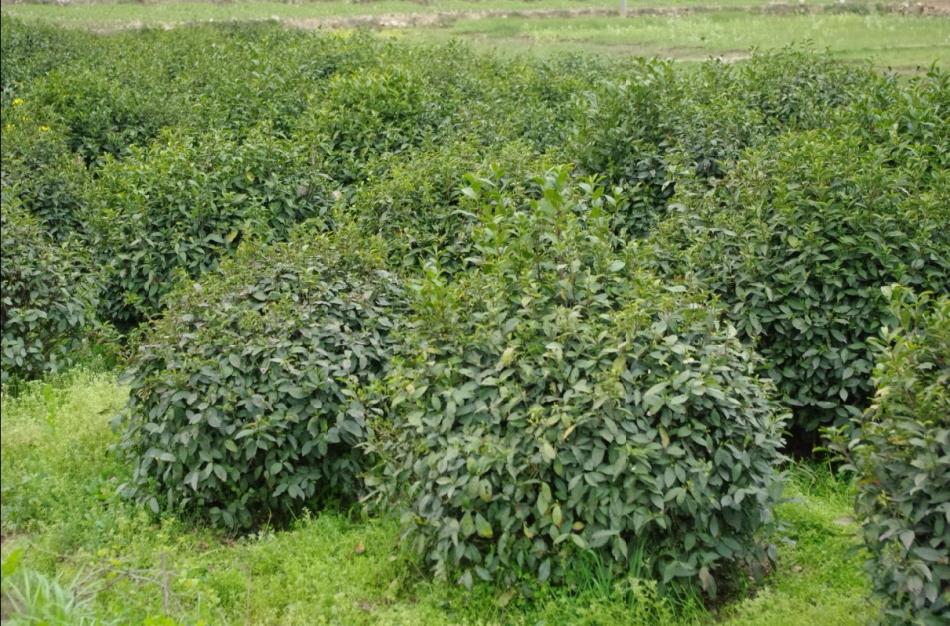 霍山黄大茶茶园图片