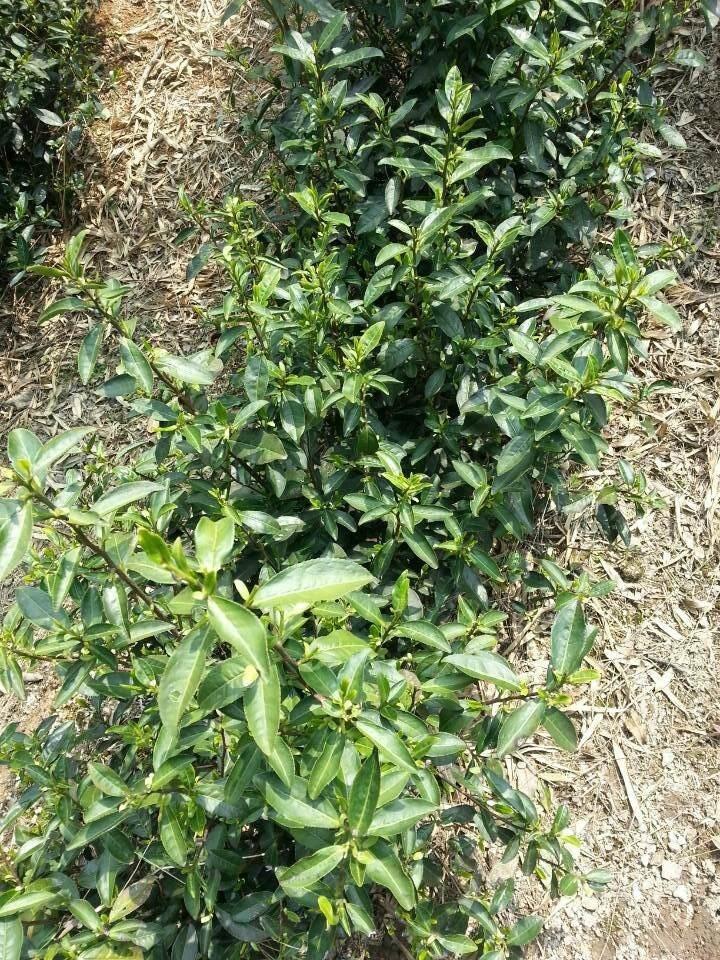 莫干黄芽茶山茶园图片