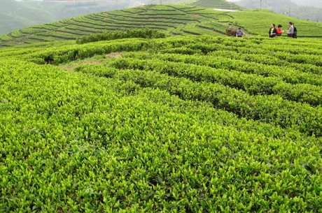 寿眉茶茶园茶山图片