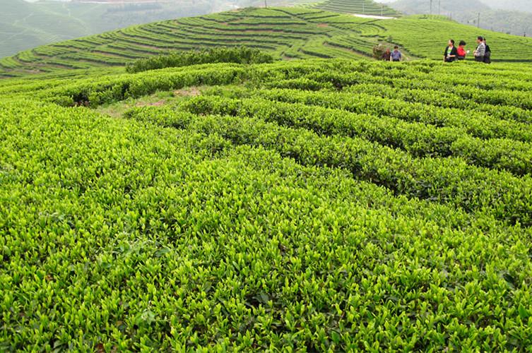 寿眉茶茶园茶山图片