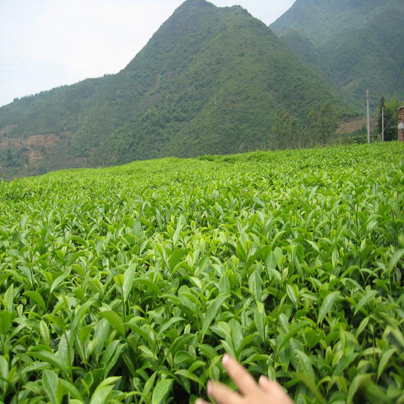 黄金桂茶树茶园