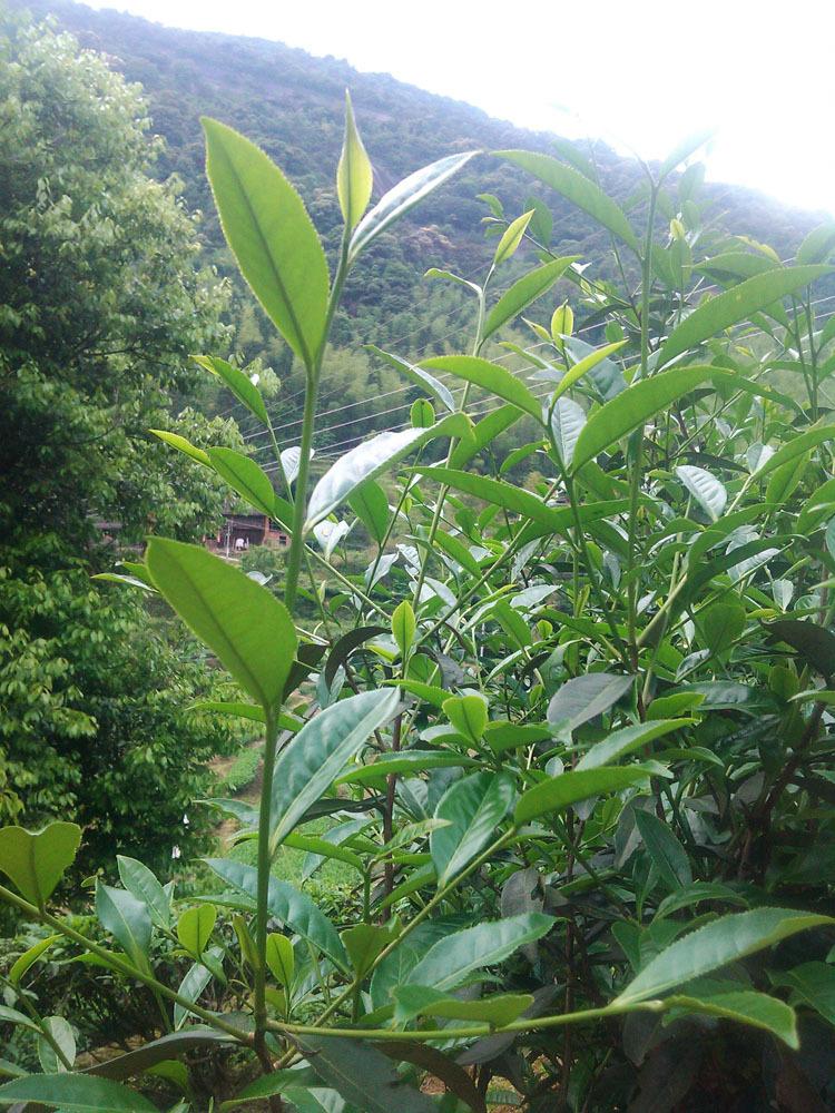 闽北水仙茶园茶叶采摘图片