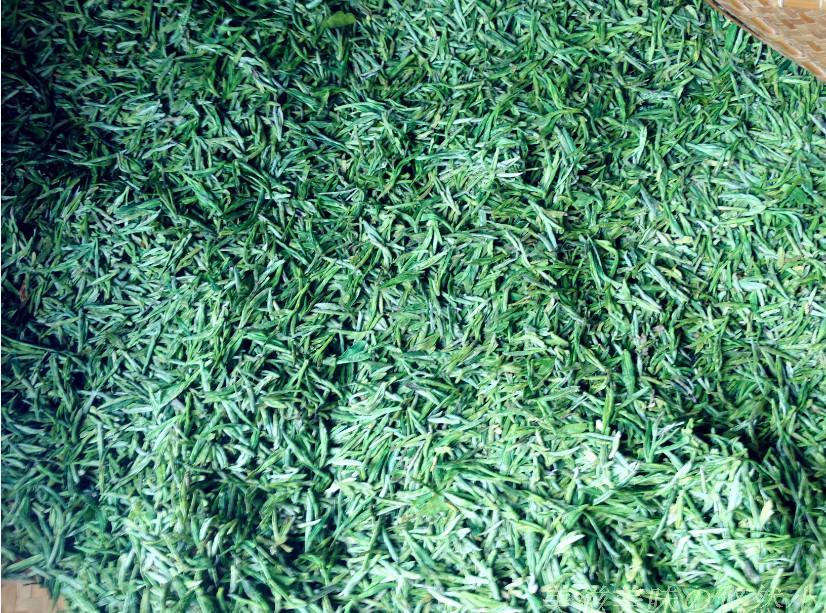 千岛玉叶采摘茶叶图片