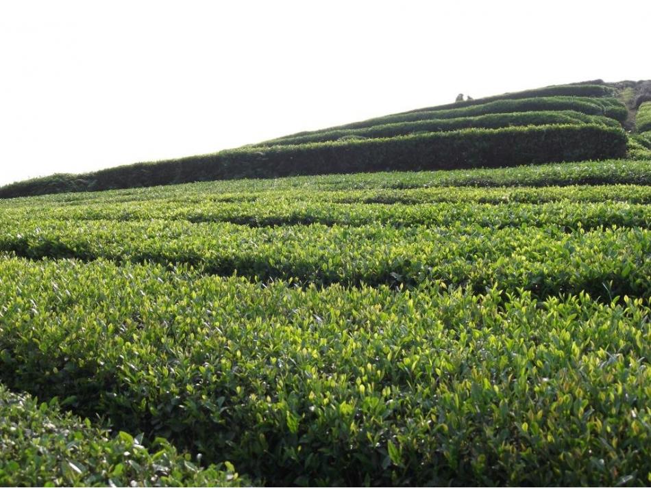 海拔高山上茶园图片
