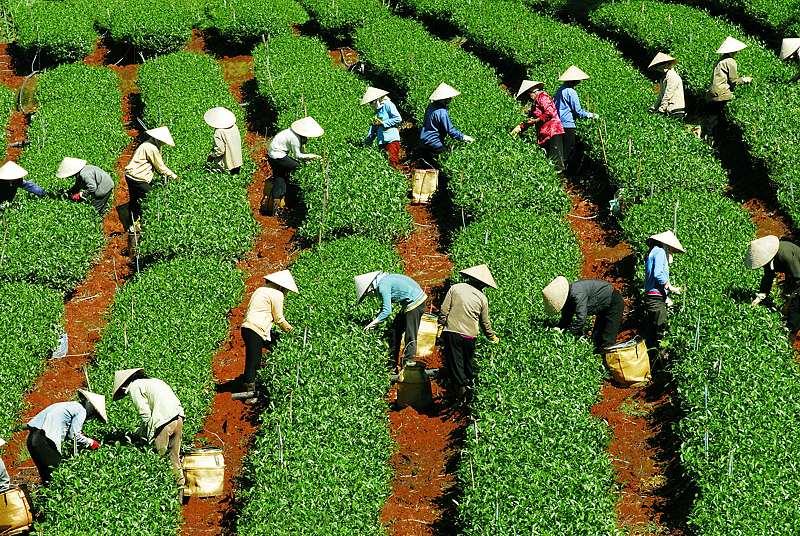 高山茶园采茶图片