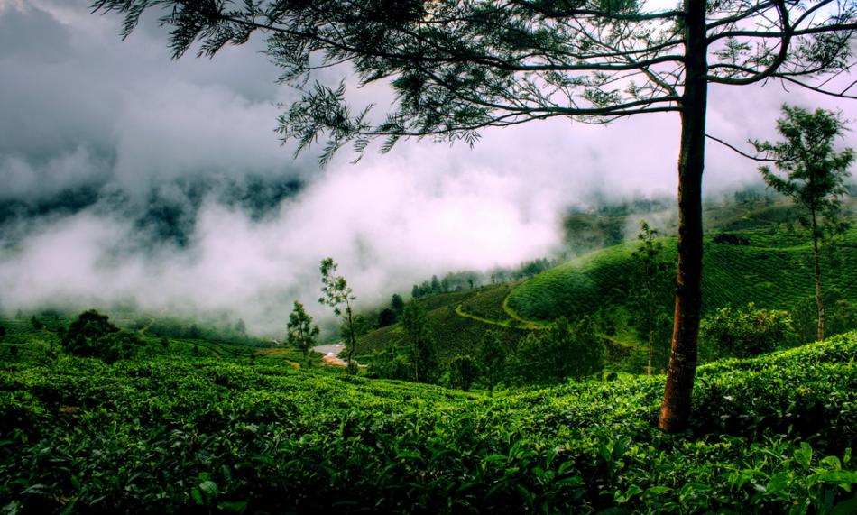 蒙纳茶山茶园图片