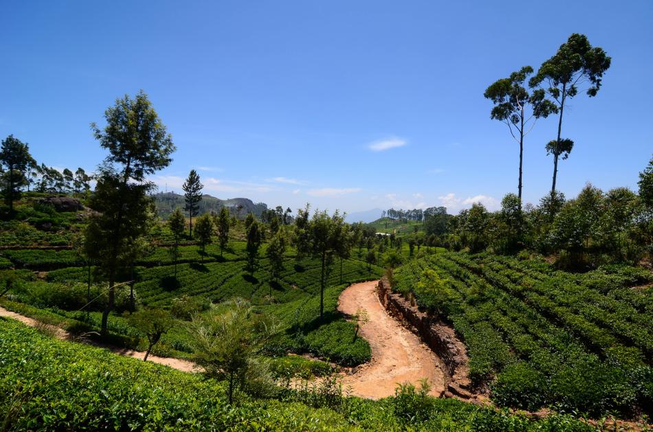 美丽的茶园景观图片
