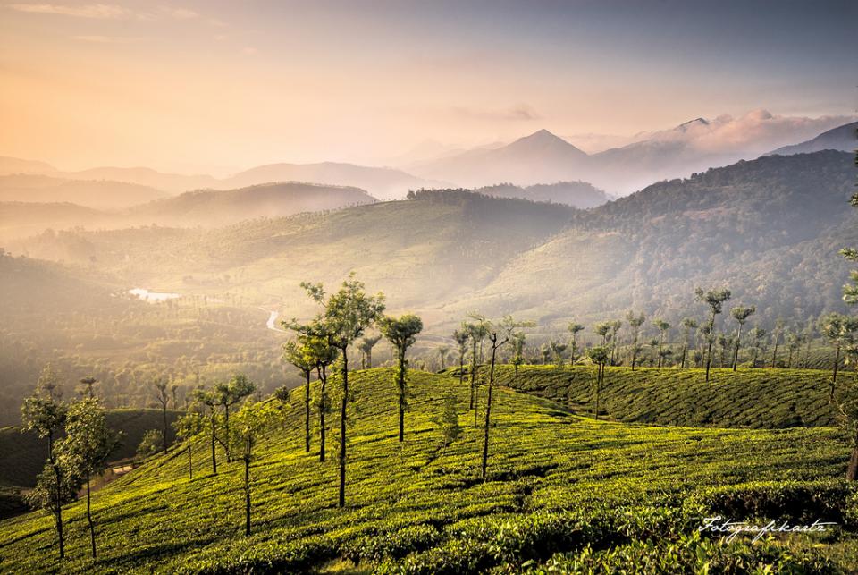 云顶茶园风景图片
