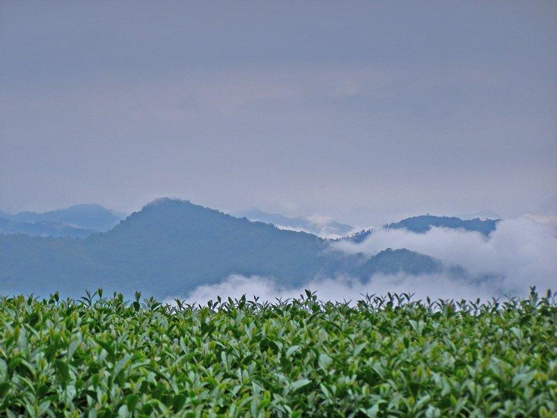 唯美茶园图片