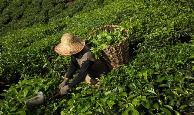 马来西亚茶园图片