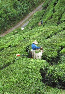 茶叶采摘的图片
