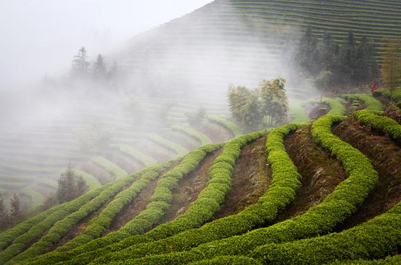茶的故乡摇篮茶山图片