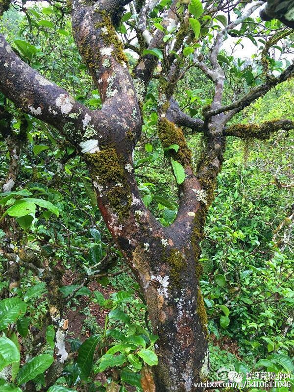 冰岛古树茶茶园茶树树木 (1/9)
