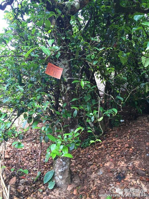 冰岛古树茶茶园茶树树木 (3/9)