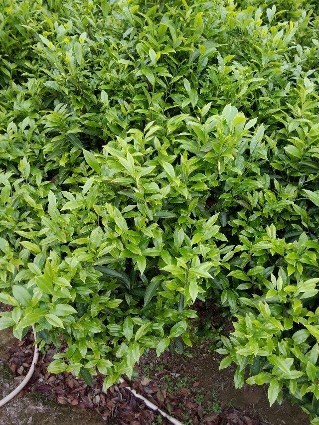 凤凰镇凤凰山茶区凤凰单枞茶园图片 (9/15)